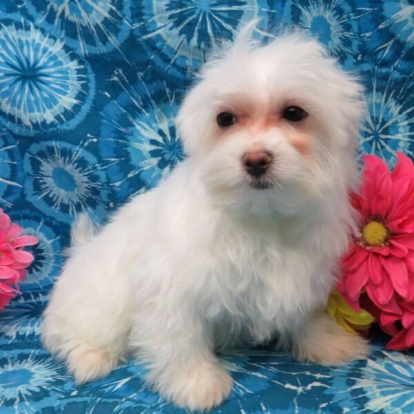 Martha - Image 2