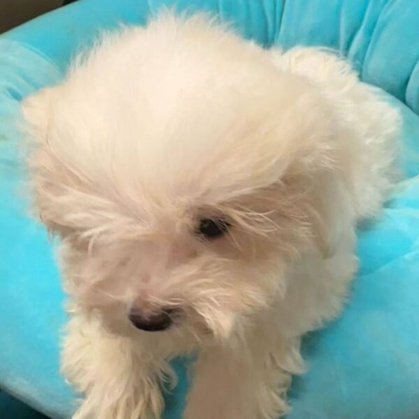Albert