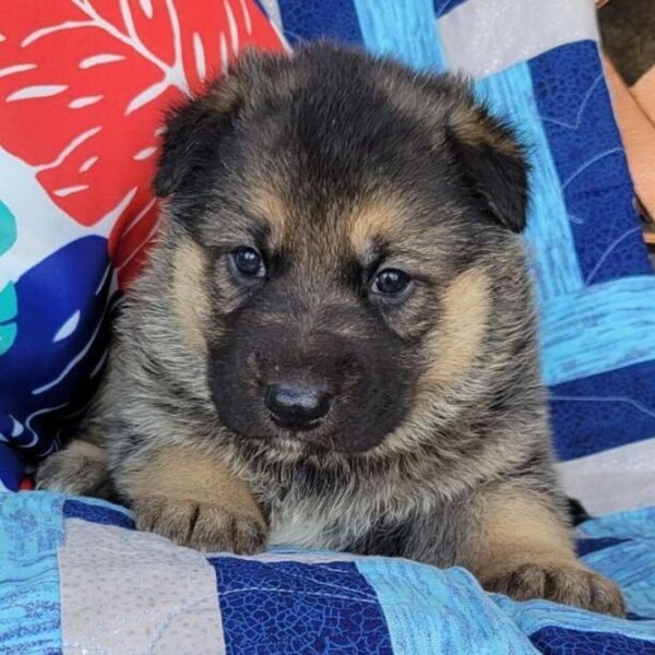 Lucy